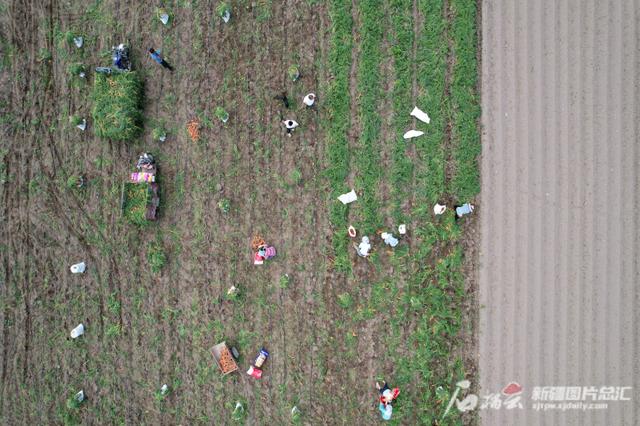 种植胡萝卜促增收