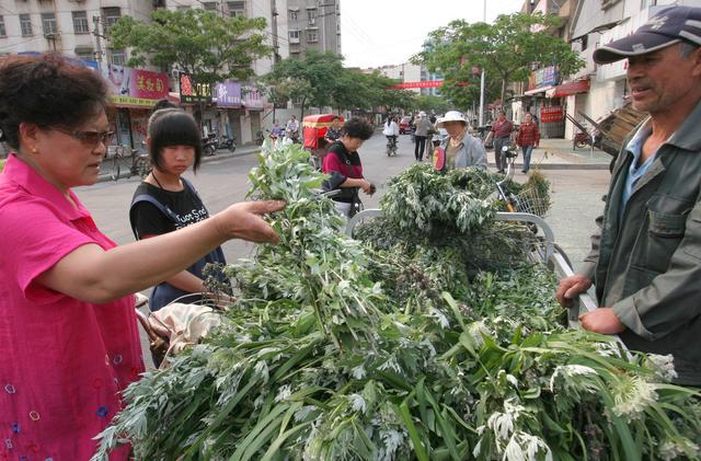 春季种植艾草正当时！