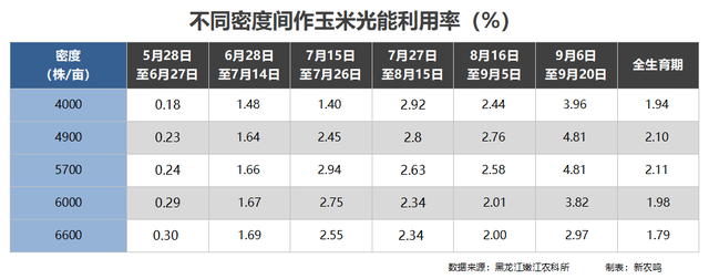 玉米株距是密了还是稀了高产？掌握合理密植原则，轻松实现高产