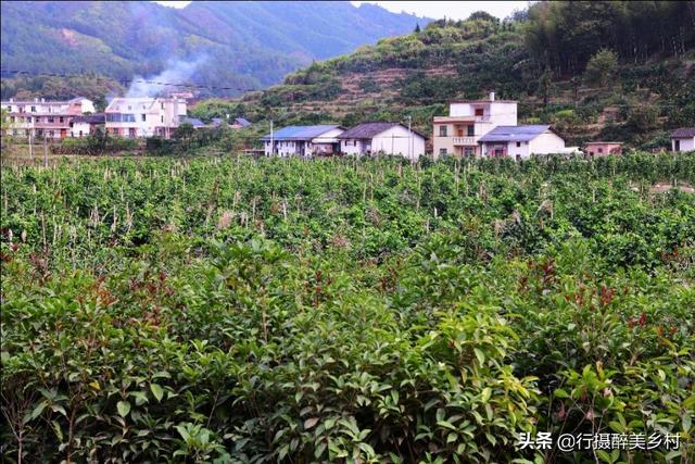 平富上寨葛根种植基地：掌握这些技巧，你也能将葛根种得又肥又壮