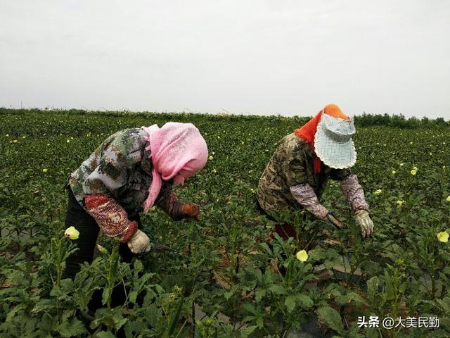 民勤县大坝镇：黄秋葵开辟增收新渠道