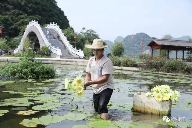 花都开好了！来，九品香莲正诠释着这个夏日的唯美～