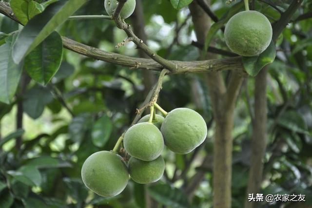 玉林陆川橘红种植总面积超过60000 亩，成为我国橘红的主产地之一