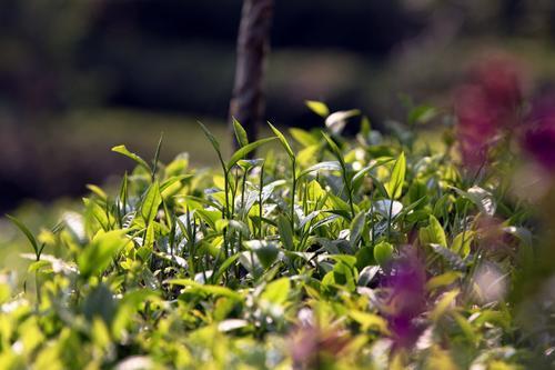 政策加码 铺就普洱茶成名之路