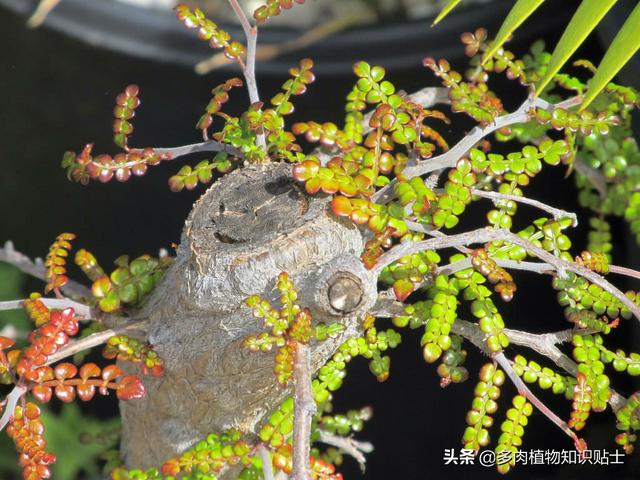 比绿萝还好养，天生的盆景材料，块根植物大象树