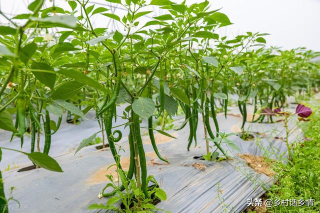 一年二十四节气蔬菜种植时间，什么时候种什么菜，一看就明白