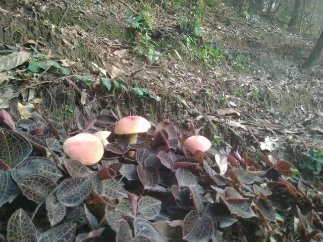 解密：金线莲种植指南