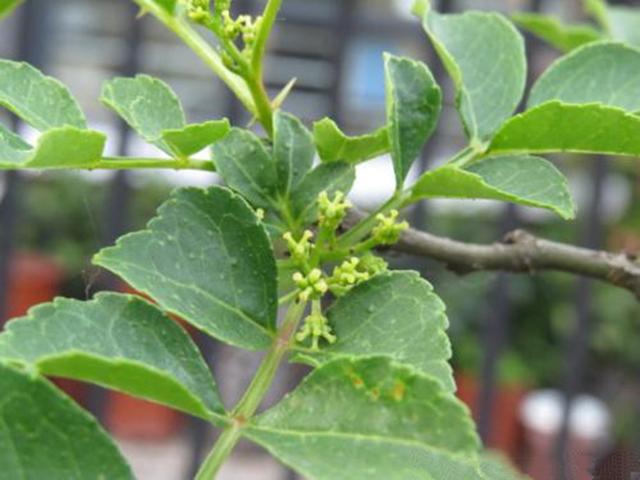 花椒树栽培技术｜栽植管理技术