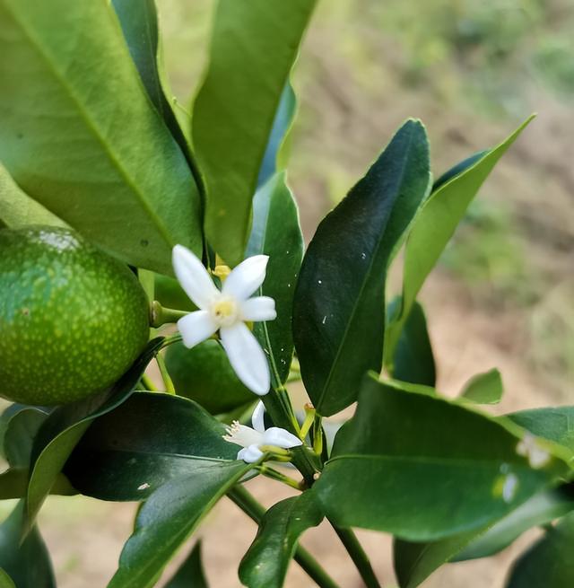 阳台种一盆它，开花多年年果子挂满枝，漂亮喜庆，耐热耐寒很好养