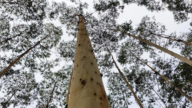 种植桉树21年，广西得到了什么