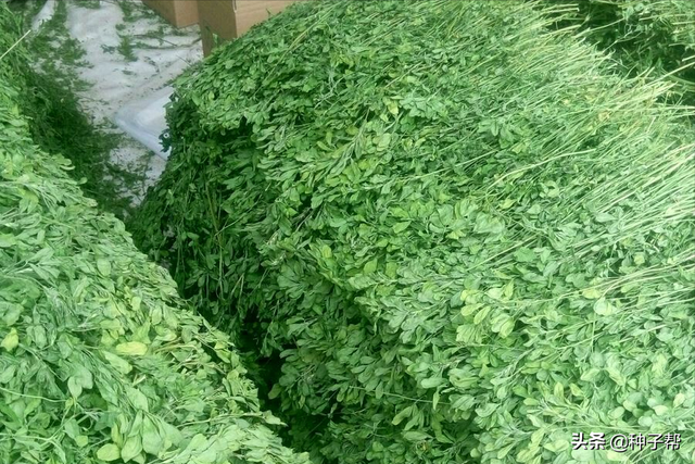 东北耐寒牧草，耐寒-40度，“牧草之王”紫花苜蓿，收割加工流程