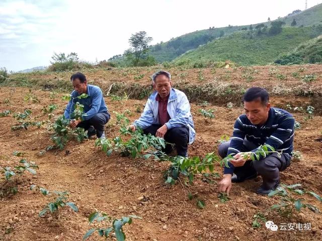 精准脱贫｜白石西圳种植牛大力6万多株，面积80多亩！