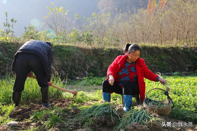 秦岭山村种菜人：种一亩地菜一年卖两三万元，收入不多生活无忧