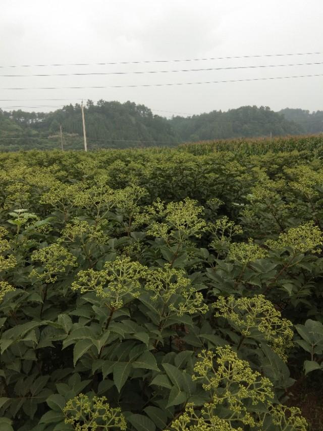 吴茱萸种植技术与栽培管理