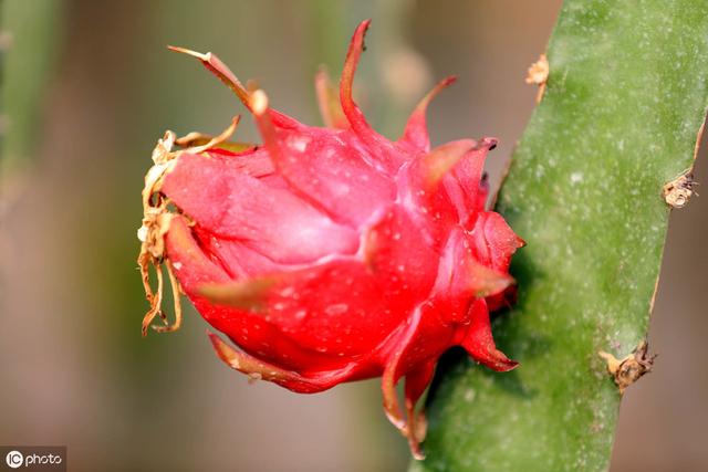 2019年农村做啥项目赚钱？养殖、种植哪个好？农村养殖、种植浅析