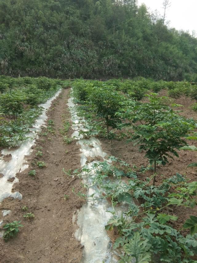 吴茱萸种植技术与栽培管理