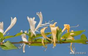 野生金银花种植技术(金银花如何定植？多久可以开花？如何剪枝定型？从5方面来介绍)