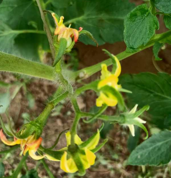 高温季节大棚茄果类蔬菜栽培，如何通过防徒长，促进开花坐果？