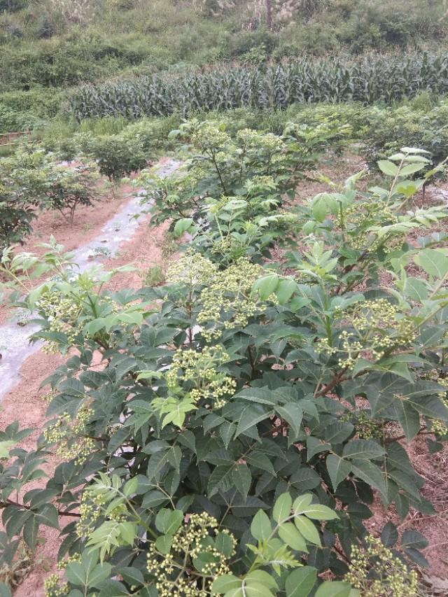 吴茱萸种植技术与栽培管理