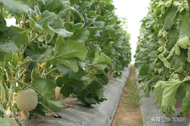 为了保证种植香瓜高收益，这套温室香瓜高产高效种植技术请看完