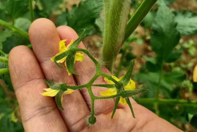 高温季节大棚茄果类蔬菜栽培，如何通过防徒长，促进开花坐果？