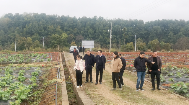 湖北荆州市荆州区博落回产业调研团一行莅临美可达考察调研