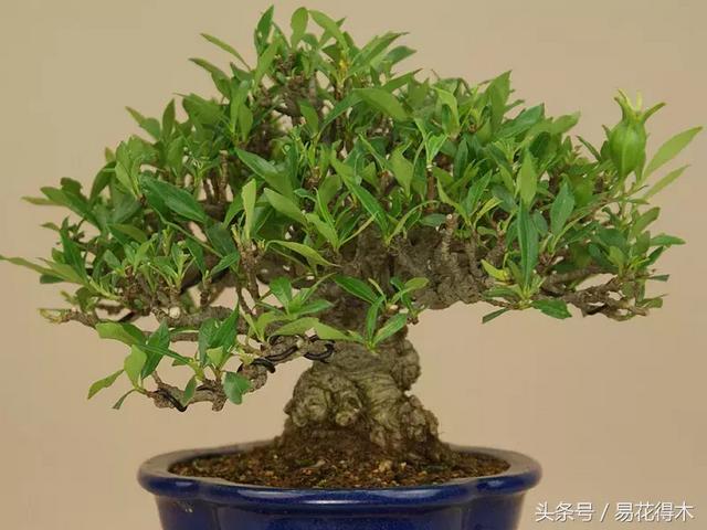 栀子花的种类以及盆景制作养护