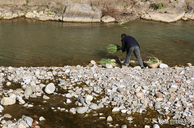 秦岭山村种菜人：种一亩地菜一年卖两三万元，收入不多生活无忧