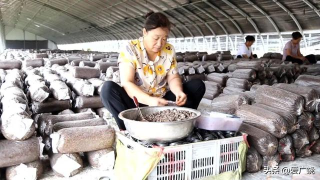 【优秀人才风采】刘华：白手起家种蘑菇 炼成致富 “领头雁”