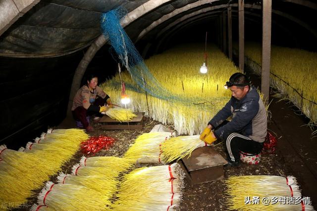 家庭培育韭黄、蒜黄和各种豆芽小窍门，手把手教你，简单又实用