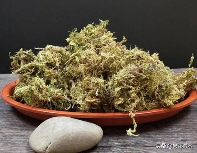 苔藓树皮种石斛，美观静雅，养护简单，非常适宜北方花友