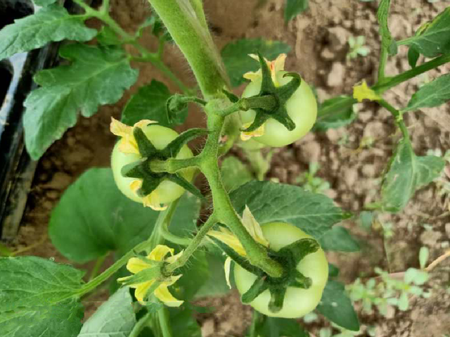 高温季节大棚茄果类蔬菜栽培，如何通过防徒长，促进开花坐果？