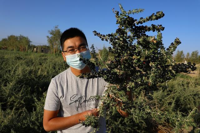 若羌：枸杞种植助力农民增收致富