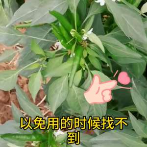 线辣椒种植技术视频(朝天椒要高产，花期管理是关键#辣椒高产)