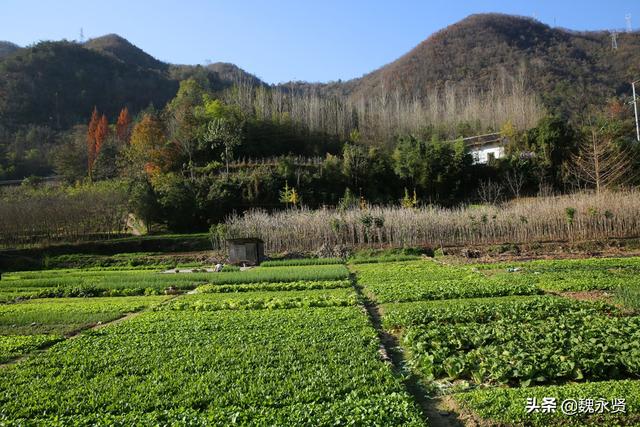 秦岭山村种菜人：种一亩地菜一年卖两三万元，收入不多生活无忧