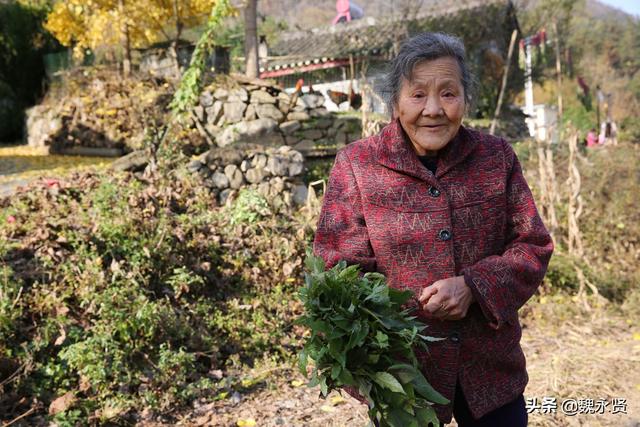 秦岭山村种菜人：种一亩地菜一年卖两三万元，收入不多生活无忧