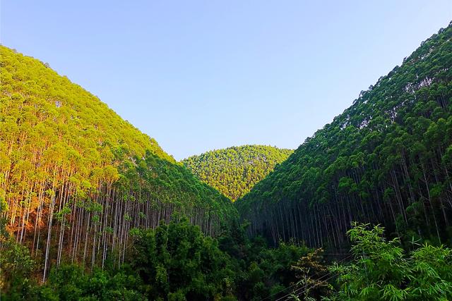 种植桉树21年，广西得到了什么