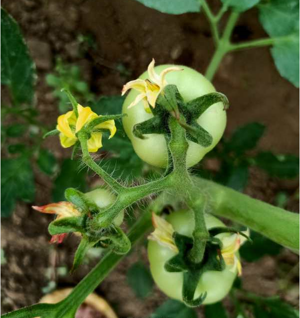 高温季节大棚茄果类蔬菜栽培，如何通过防徒长，促进开花坐果？