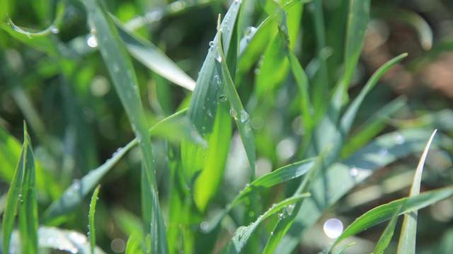 青岛即墨：“水肥一体化”喷灌新技术助力春管 确保小麦增产丰收