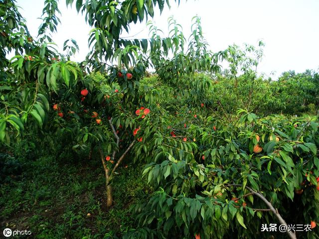 金蝉种卵培育及保存技术，大大提高种虫存活率