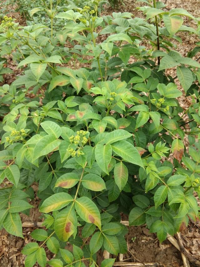 吴茱萸种植技术与栽培管理