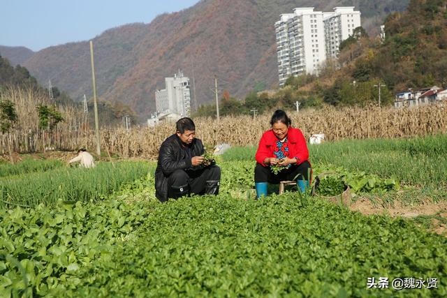 秦岭山村种菜人：种一亩地菜一年卖两三万元，收入不多生活无忧