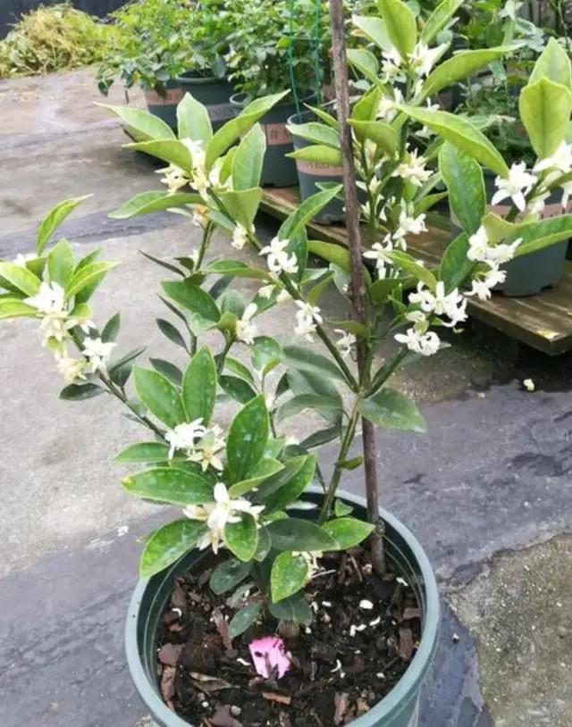 阳台种一盆它，开花多年年果子挂满枝，漂亮喜庆，耐热耐寒很好养