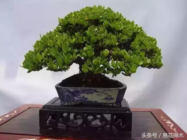 栀子花的种类以及盆景制作养护