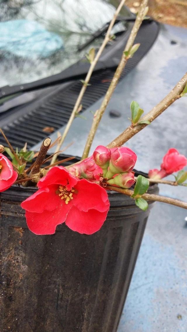 冬春时节特受欢迎的木本海棠，南北地区都能养，不管不顾也能长