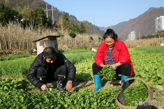 秦岭山村种菜人：种一亩地菜一年卖两三万元，收入不多生活无忧