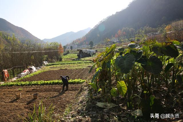 秦岭山村种菜人：种一亩地菜一年卖两三万元，收入不多生活无忧