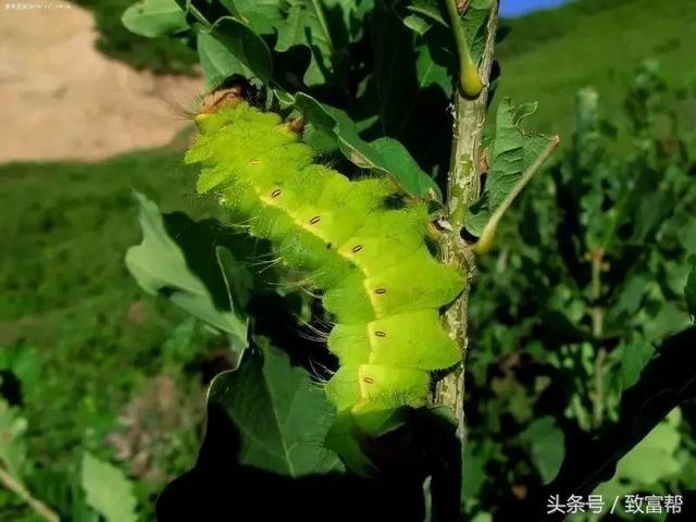 废柴上开出致富花！种植这种树，村民一年四季都收入满满！