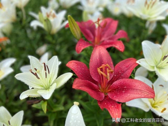 沈阳：万平百合花开，跑去占便宜，这个便宜占得对吗？