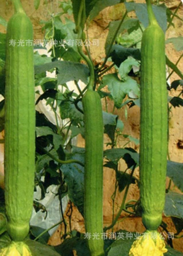 十一月份能种哪些蔬菜#三农 #农业种植 #种植小技巧